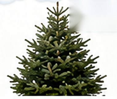 Sapin Nordmann premium