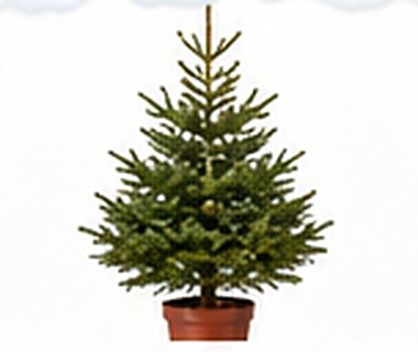 Sapin en pot